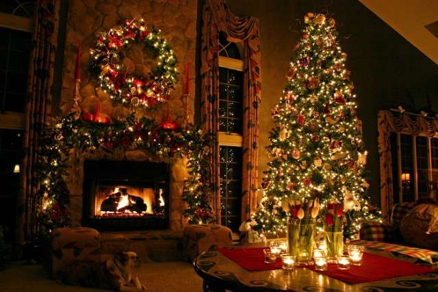 Know the Types of Common Christmas Trees - PHOTOS